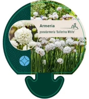 Αγγλικό Γρασίδι