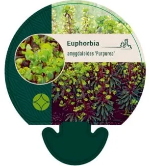 Γαλακτοφόρο φυτό